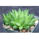 Haworthia cymbiformis var. reddii (GM 420) 2-inch pots