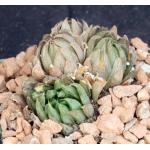 Haworthia cymbiformis var. transiens 4-inch pots