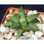 Haworthia emelyae var. emelyae (picta) 3-inch pots