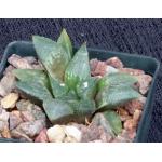 Haworthia emelyae var. emelyae (GM260) 3-inch pots