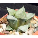 Haworthia emelyae var. comptoniana Black Beauty 3-inch pots