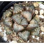 Haworthia emelyae (picta) cv Pandora Red 4-inch pots