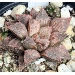 Haworthia emelyae (picta) cv Pandora Red 4-inch pots