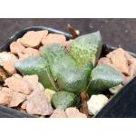 Haworthia emelyae var. emelyae 2-inch pots