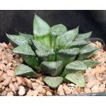 Haworthia emelyae var. comptoniana (GM 266) one-gallon pots