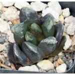 Haworthia enigma var. enigma (GM 412) 2-inch pots