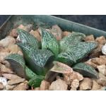 Haworthia esterhuizenii var. esterhuizenii (GM 320) 4-inch pots
