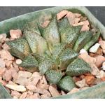 Haworthia esterhuizenii var. esterhuizenii (GM 320) 5-inch pots