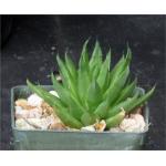 Haworthia euchlora (GM 525) 3-inch pots