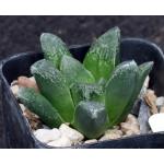 Haworthia cv Evermore 2-inch pots
