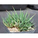 Haworthia fasciata (Port Elizabeth, RSA) one-gallon pots