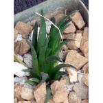 Haworthia floribunda 3-inch pots