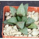 Haworthia fusca (GM 610) 3-inch pots