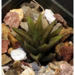 Haworthia glabrata 3-inch pots