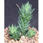 Haworthia glauca var. herrei (fm jacobseniana) 4-inch pots