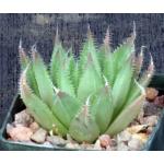 Haworthia gracilis var. isabellae 3-inch pots