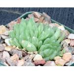 Haworthia gracilis var. picturata (MBB 6930) 4-inch pots