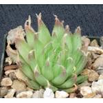 Haworthia gracilis var. tenera (GM 295) 3-inch pots