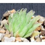 Haworthia gracilis var. tenera (GM 295) 3-inch pots