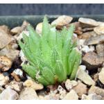 Haworthia gracilis var. viridis (JDV 96-82) 3-inch pots