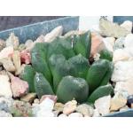 Haworthia heidelbergensis x truncata 4-inch pots