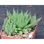 Haworthia herbacea var. payneri (GM563) 3-inch pots