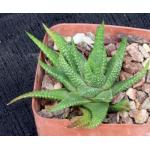 Haworthia kingiana var. kingiana (GM 402) 4-inch pots