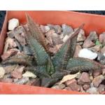 Haworthia koelmaniorum 4-inch pots