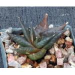 Haworthia limifolia var. arcana (Komatispoort) 3-inch pots