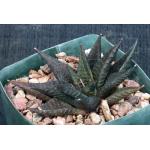 Haworthia limifolia var. arcana (Komatispoort) 5-inch pots