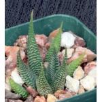 Haworthia limifolia var. gigantea 3-inch pots