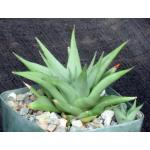 Haworthia limifolia var. glaucophylla (Three Sisters) 4-inch pot