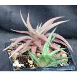 Haworthia limifolia var. ubomboensis 5-inch pots