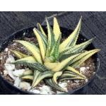 Haworthia limifolia (variegated) 4-inch pots