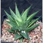 Haworthia limifolia (variegated) one-gallon pots