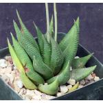 Haworthia limifolia var. gigantea 5-inch pots