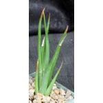 Haworthia longiana 4-inch pots