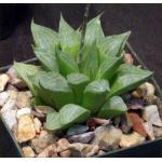Haworthia magnifica aff. dekenahii 3-inch pots