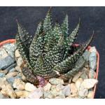 Haworthia minima var. minima 3-inch pots