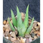 Haworthia minima var. minima (GM 309) 3-inch pots