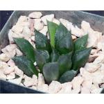 Haworthia mirabilis (mundula, clone 1) 4-inch pots Haworthia mirabilis (mundula, clone 1) 4-inch pots