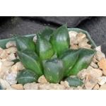 Haworthia mirabilis (mundula, clone 2) 4-inch pots