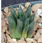 Haworthia mirabilis var. paradoxa (GM 305) 4-inch pots