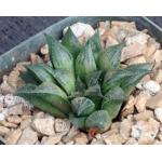 Haworthia mirabilis var. paradoxa (GM 305) 5-inch pots