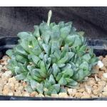 Haworthia mutica var. mutica (otzenii, VA4326) one-gallon pots