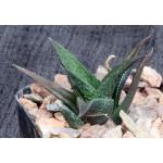 Haworthia nigra var. nigra (Fish River) 2-inch pots