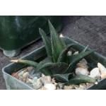 Haworthia nigra var. nigra (Fish River) 3-inch pots