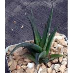 Haworthia nigra var. nigra (Fish River) 4-inch pots
