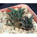Haworthia nigra var. nigra (Queenstown) 4-inch pots
