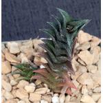 Haworthia nigra var. nigra (black clone) 4-inch pots